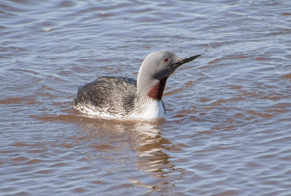 Red-throated Loon - ML621215765