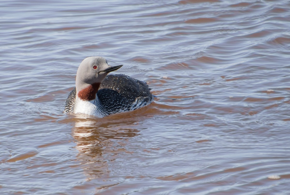 Red-throated Loon - ML621215766