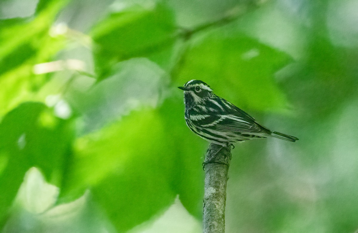 Black-and-white Warbler - ML621215769