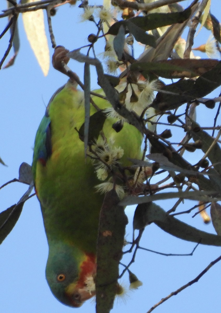 Swift Parrot - ML621215801