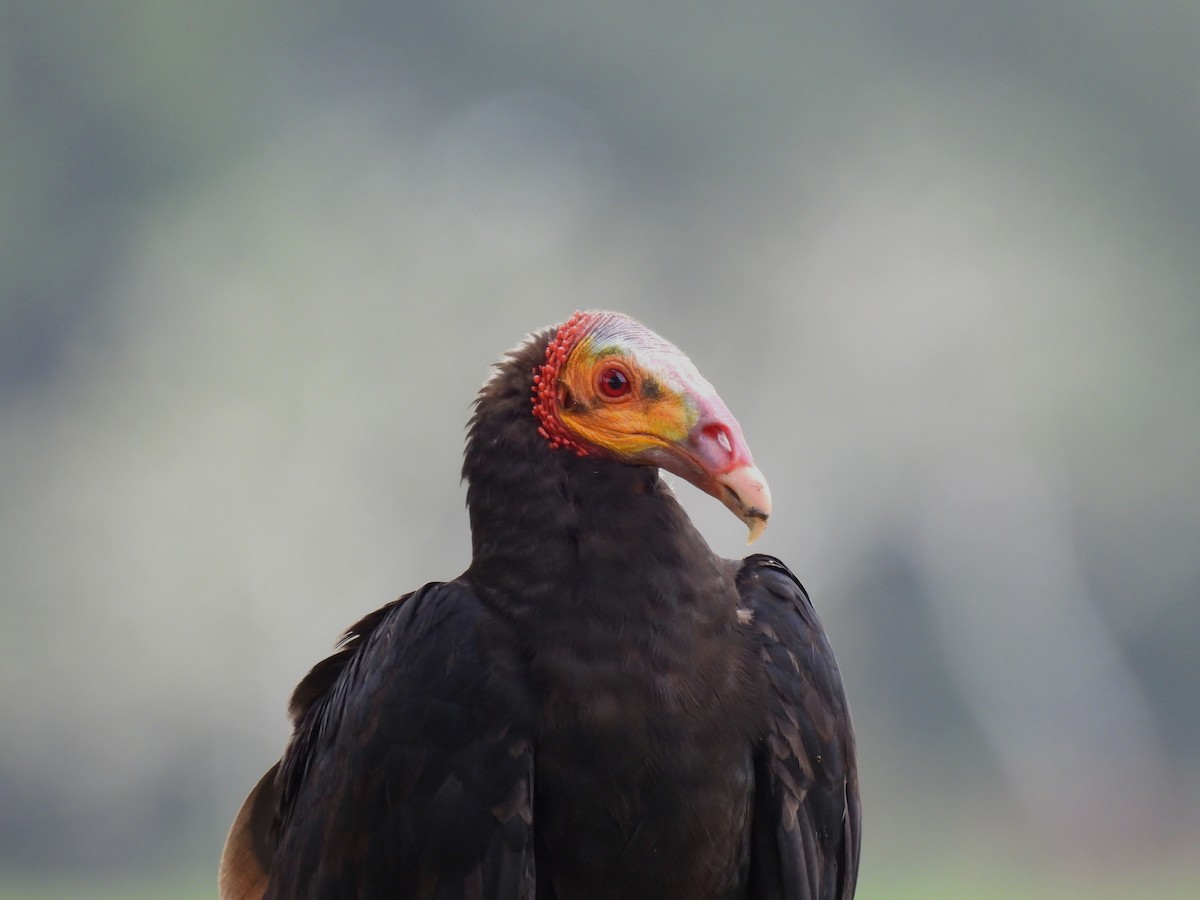 Lesser Yellow-headed Vulture - ML621215804