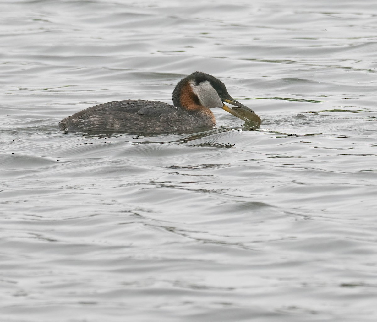 Red-necked Grebe - ML621215806