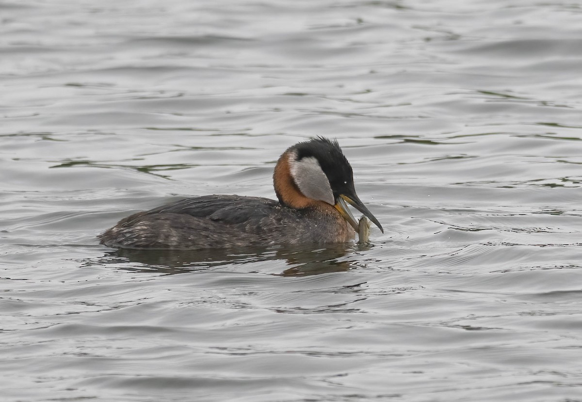 Red-necked Grebe - ML621215809
