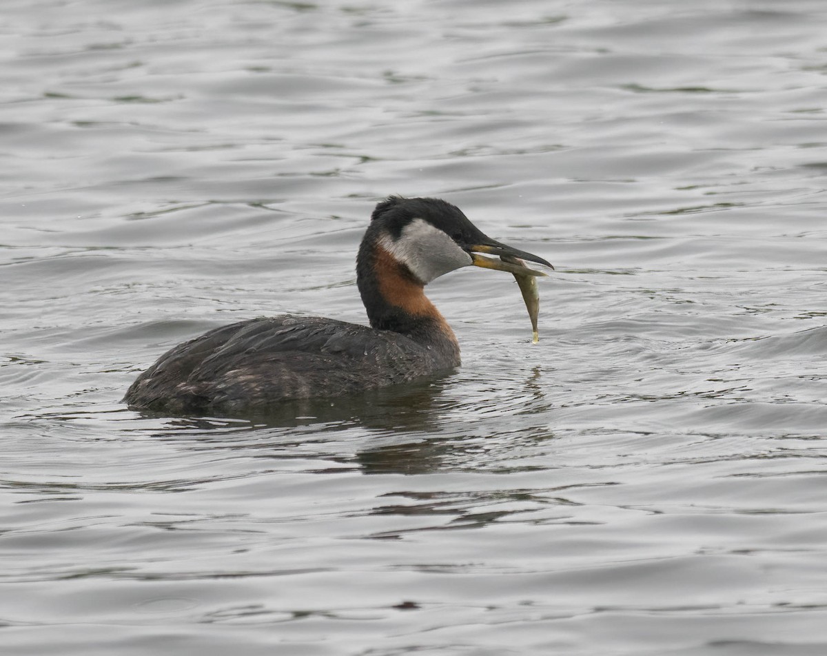 Red-necked Grebe - ML621215812