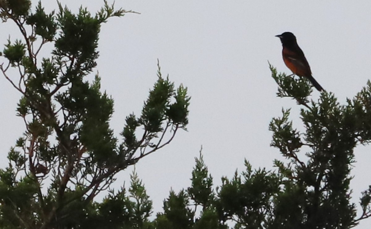 Orchard Oriole - ML621215814