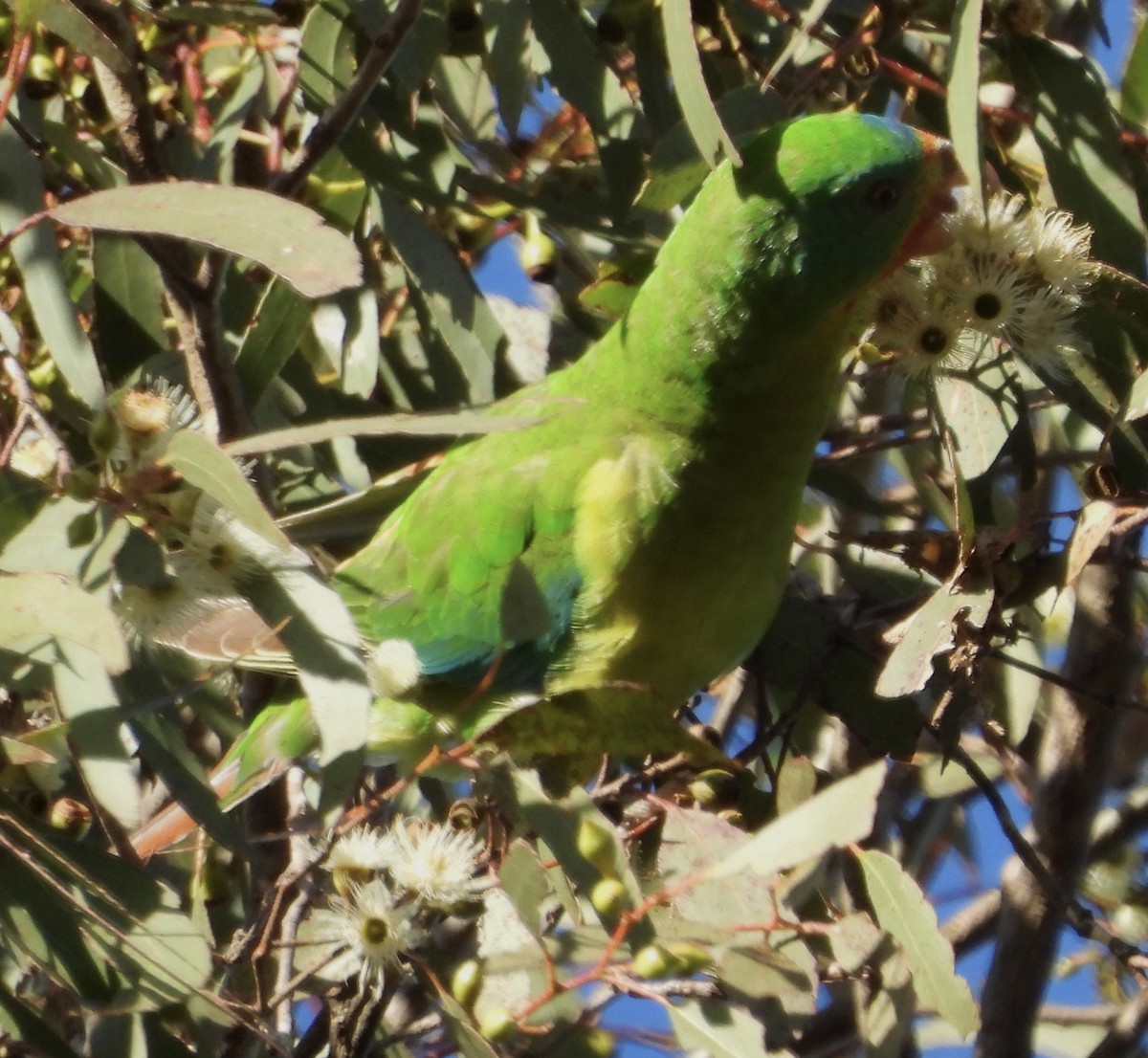 Swift Parrot - ML621215833