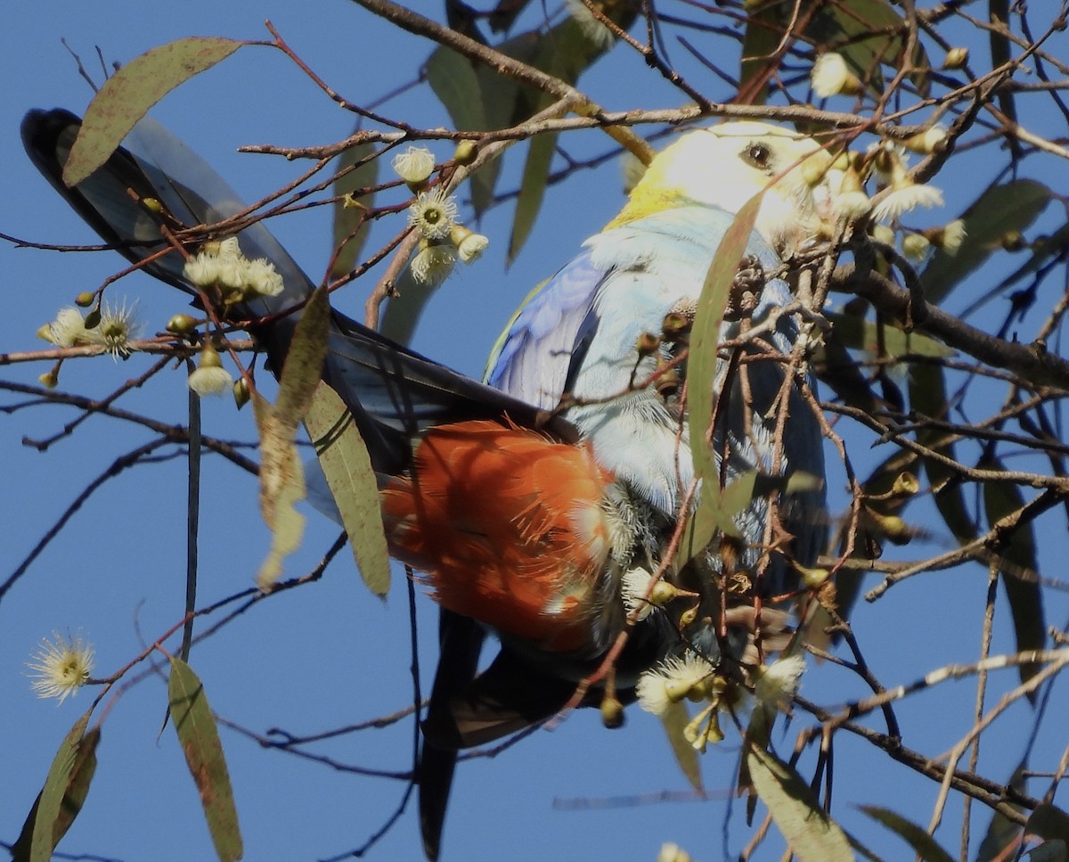 Pale-headed Rosella - ML621215839