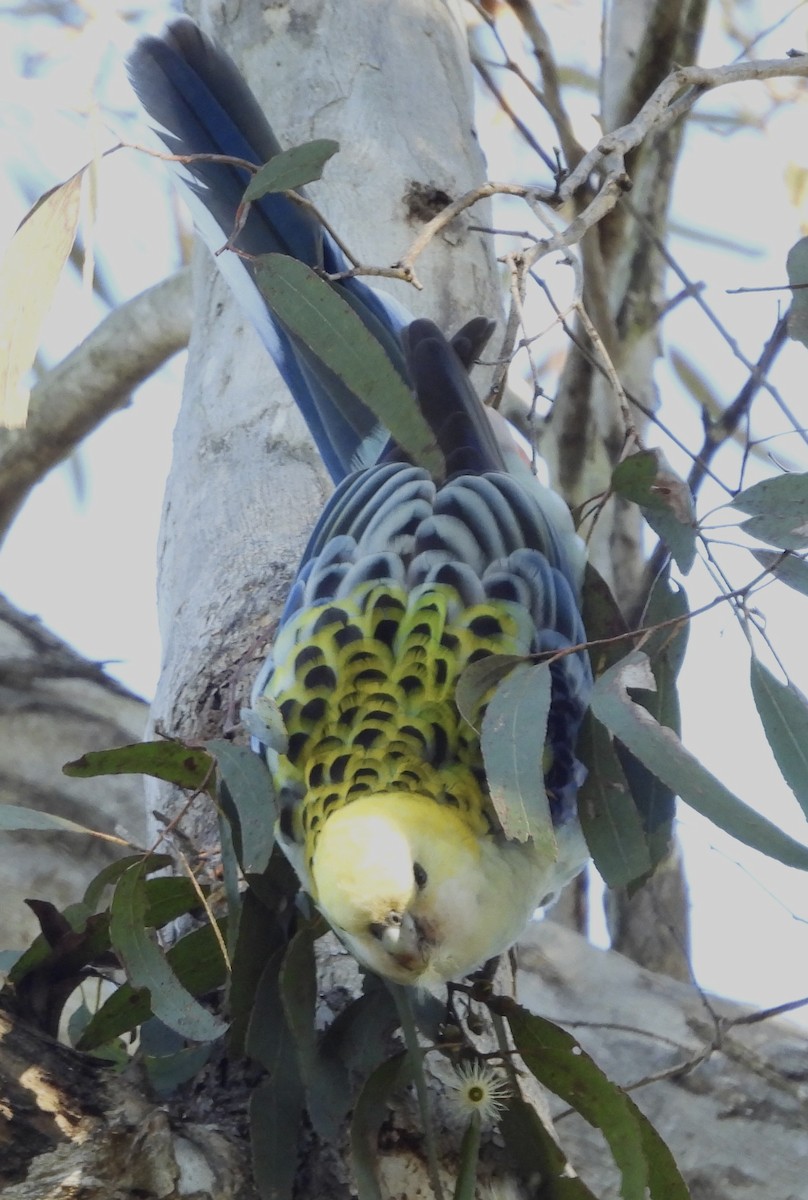 Pale-headed Rosella - ML621215842