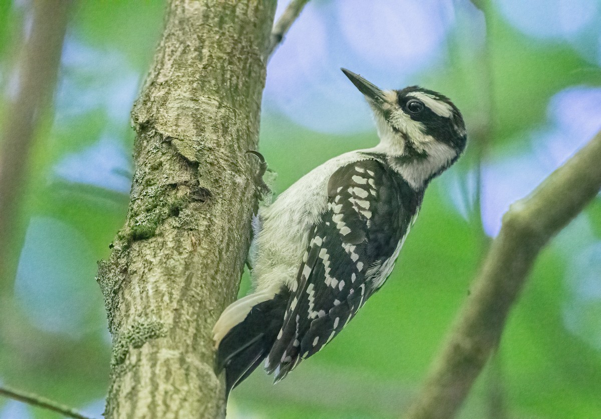 Hairy Woodpecker - ML621215858