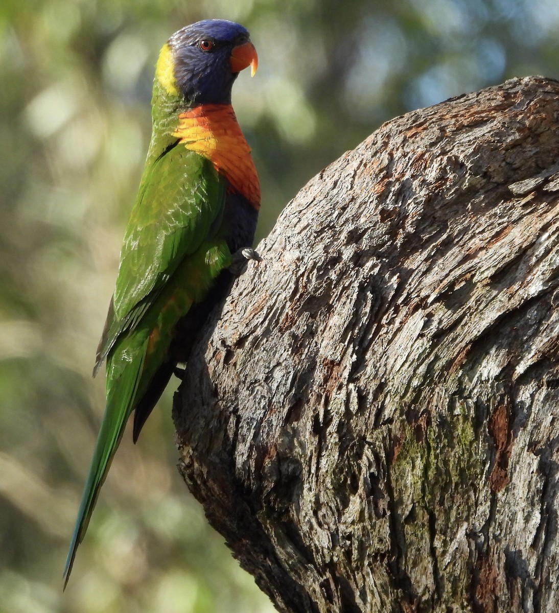 Rainbow Lorikeet - ML621215883