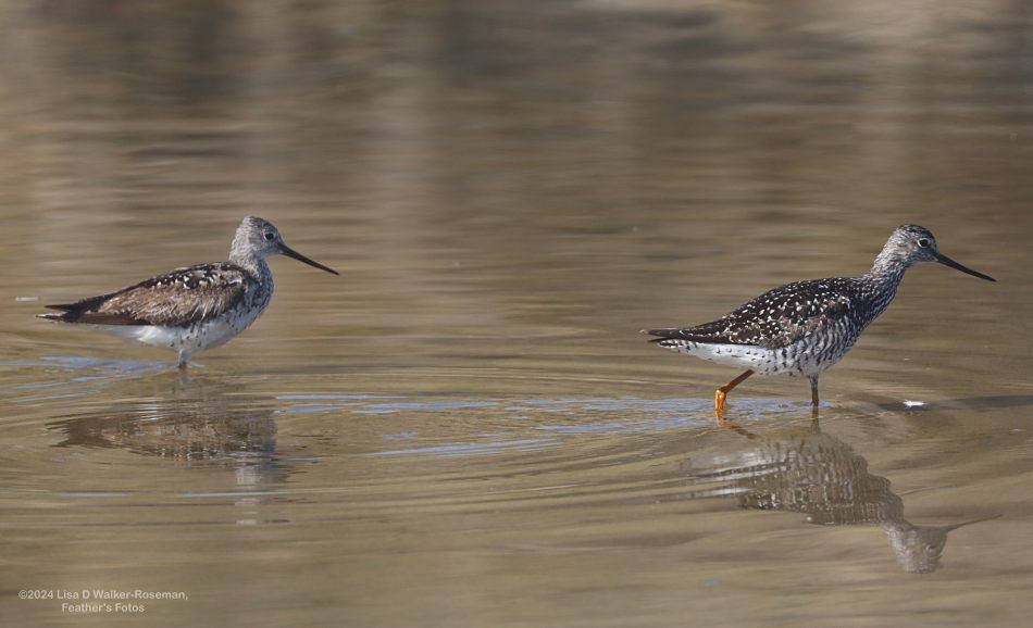 Greater Yellowlegs - ML621215885