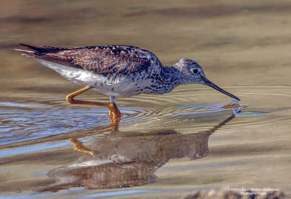 Greater Yellowlegs - ML621215887