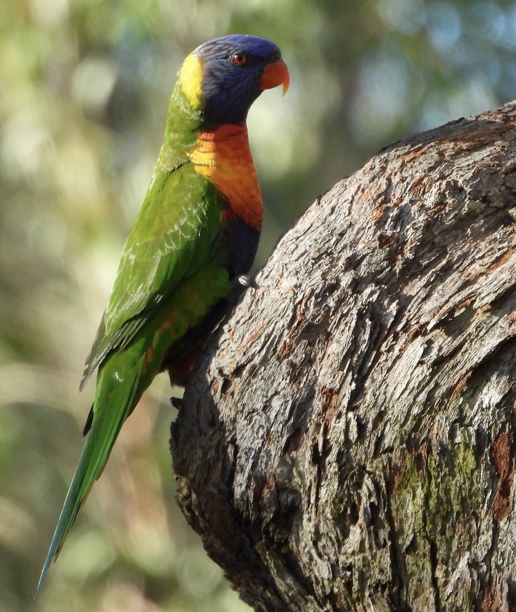 Rainbow Lorikeet - ML621215892