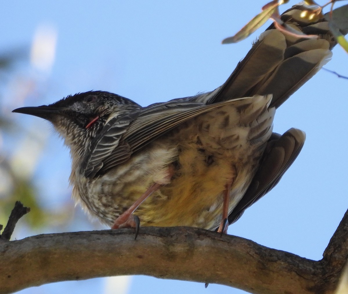 Red Wattlebird - ML621215910