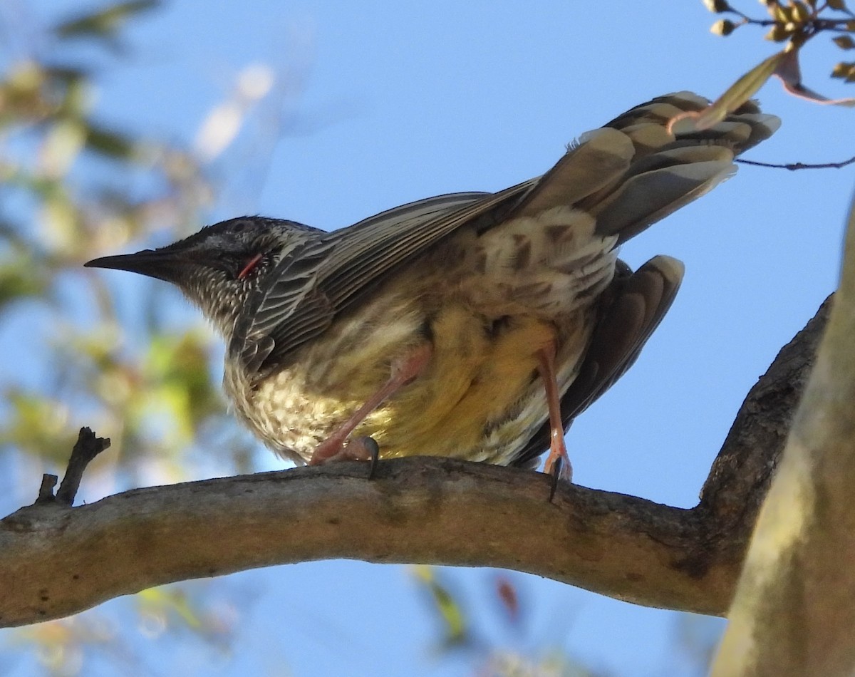 Red Wattlebird - ML621215911