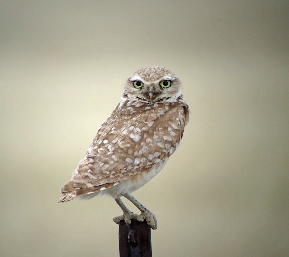 Burrowing Owl - ML621215930