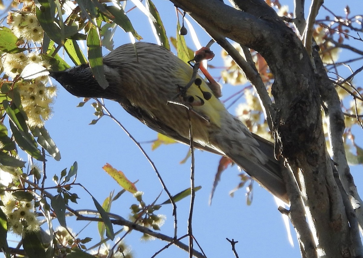 Red Wattlebird - ML621215934