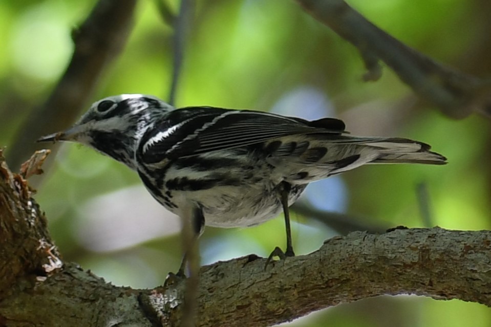 Black-and-white Warbler - ML621215943