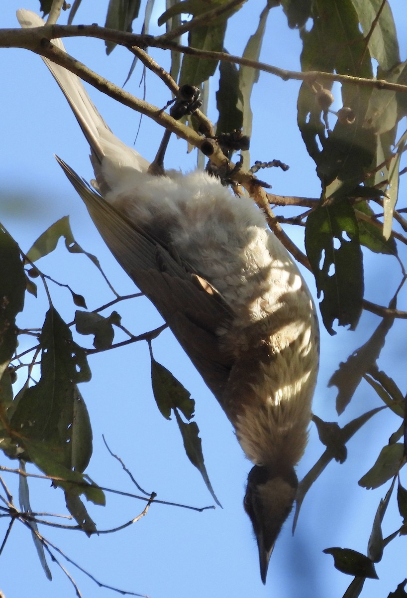 Noisy Friarbird - ML621215946