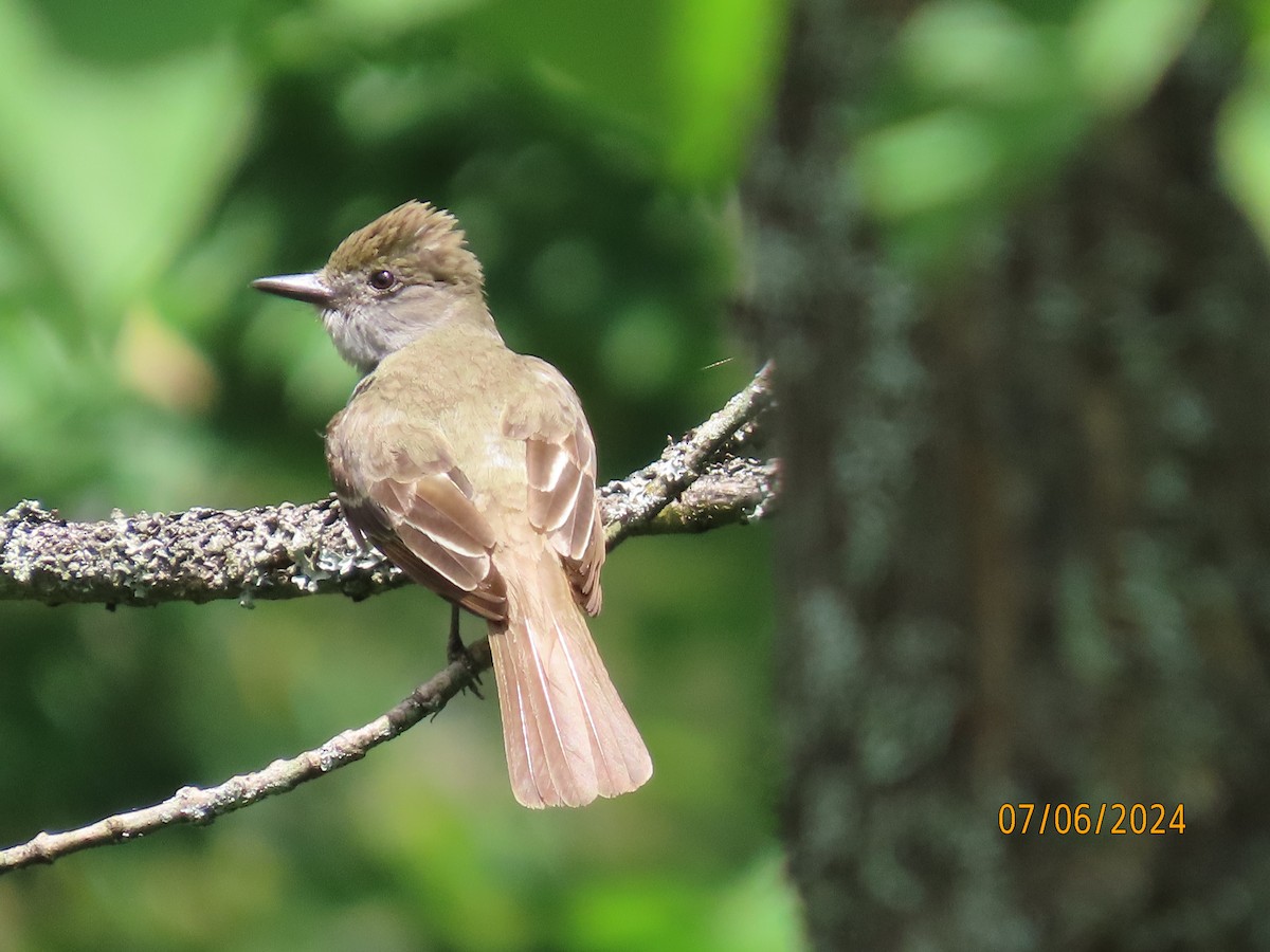 Great Crested Flycatcher - ML621215992