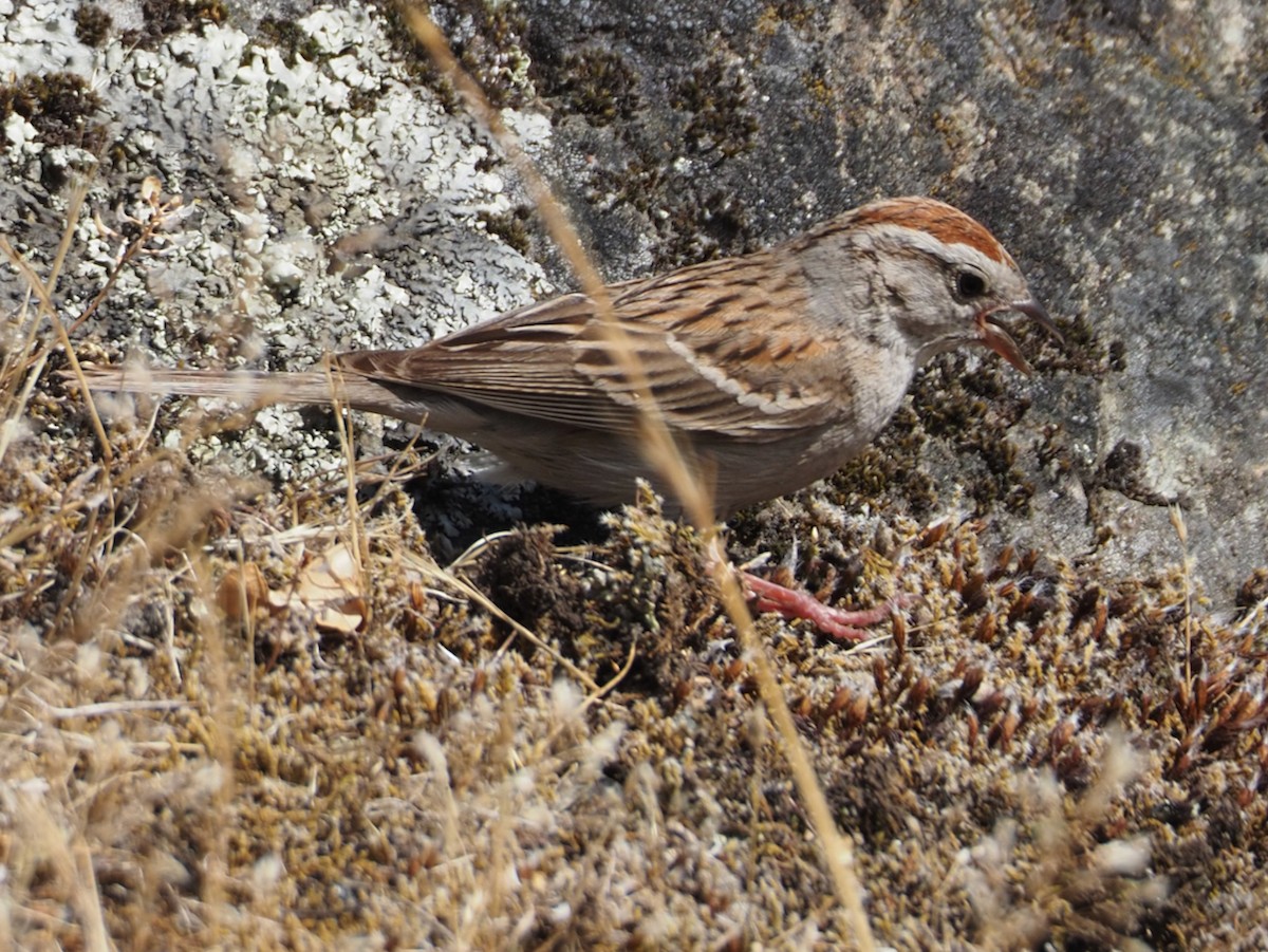 Chipping Sparrow - ML621216091