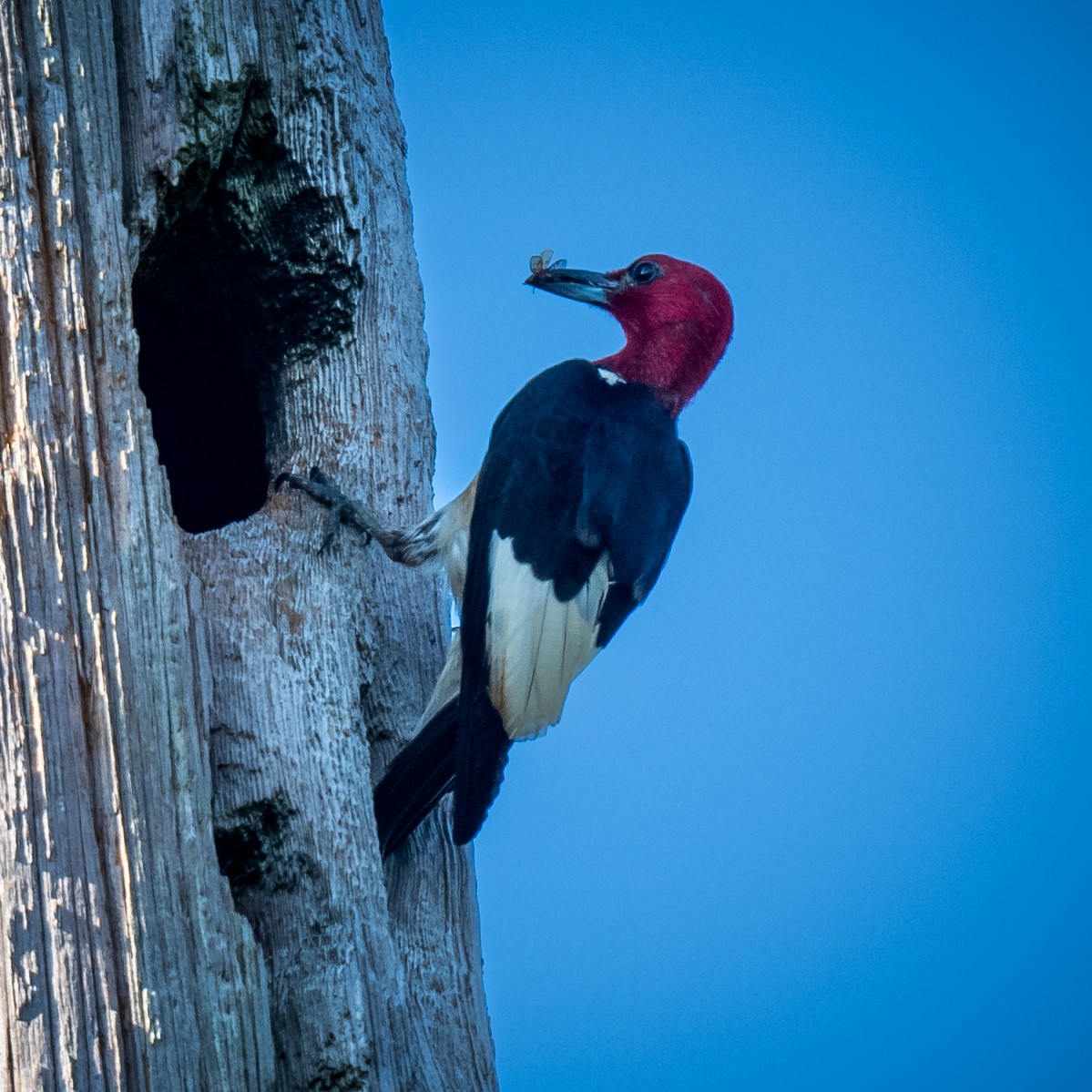 Red-headed Woodpecker - ML621216092