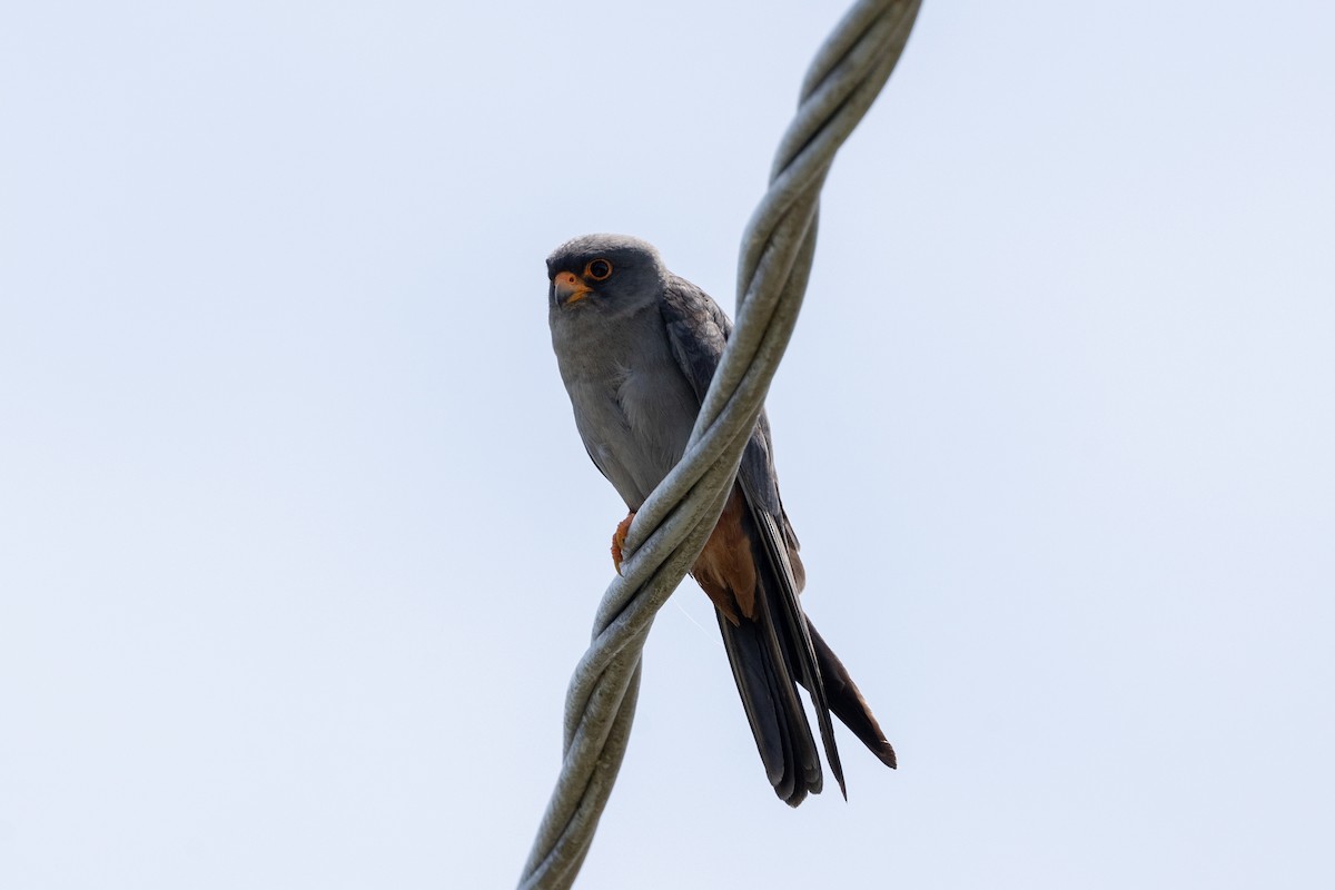 Red-footed Falcon - ML621216107