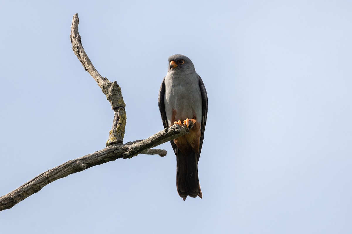 Red-footed Falcon - ML621216108