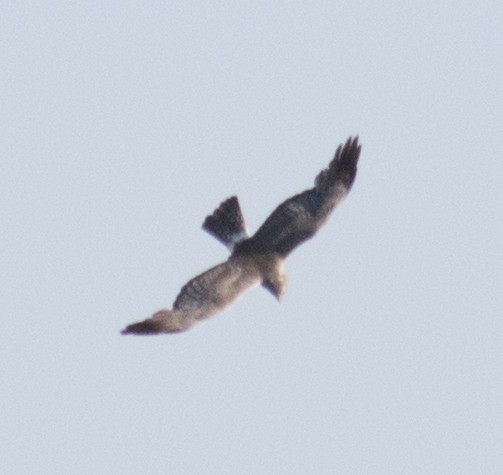 Northern Harrier - David Brown