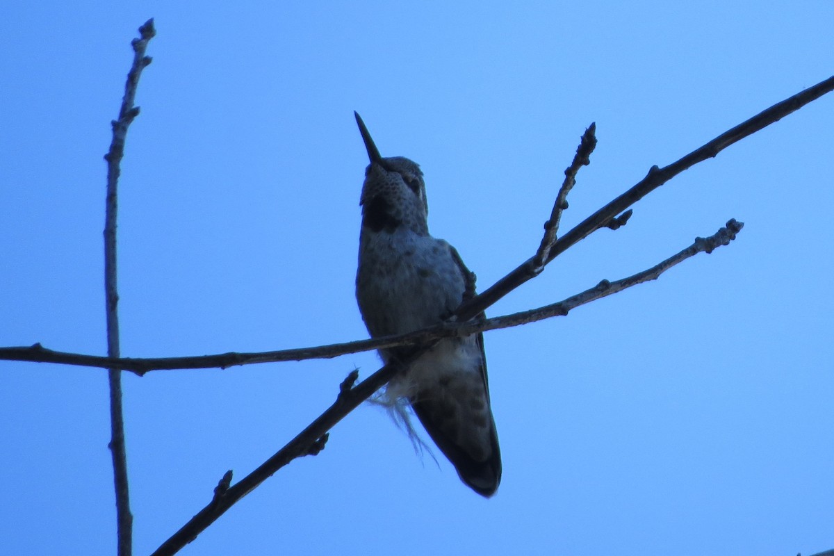 Anna's Hummingbird - ML621216121