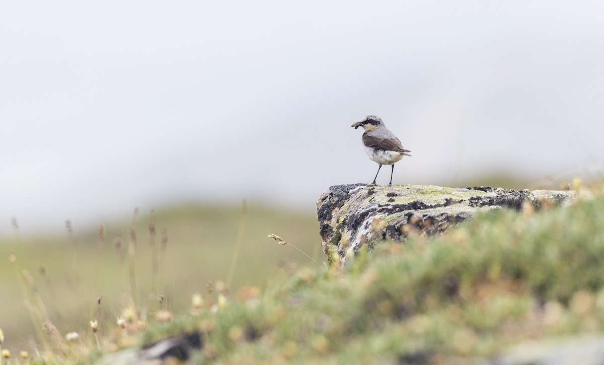 Northern Wheatear - ML621216130