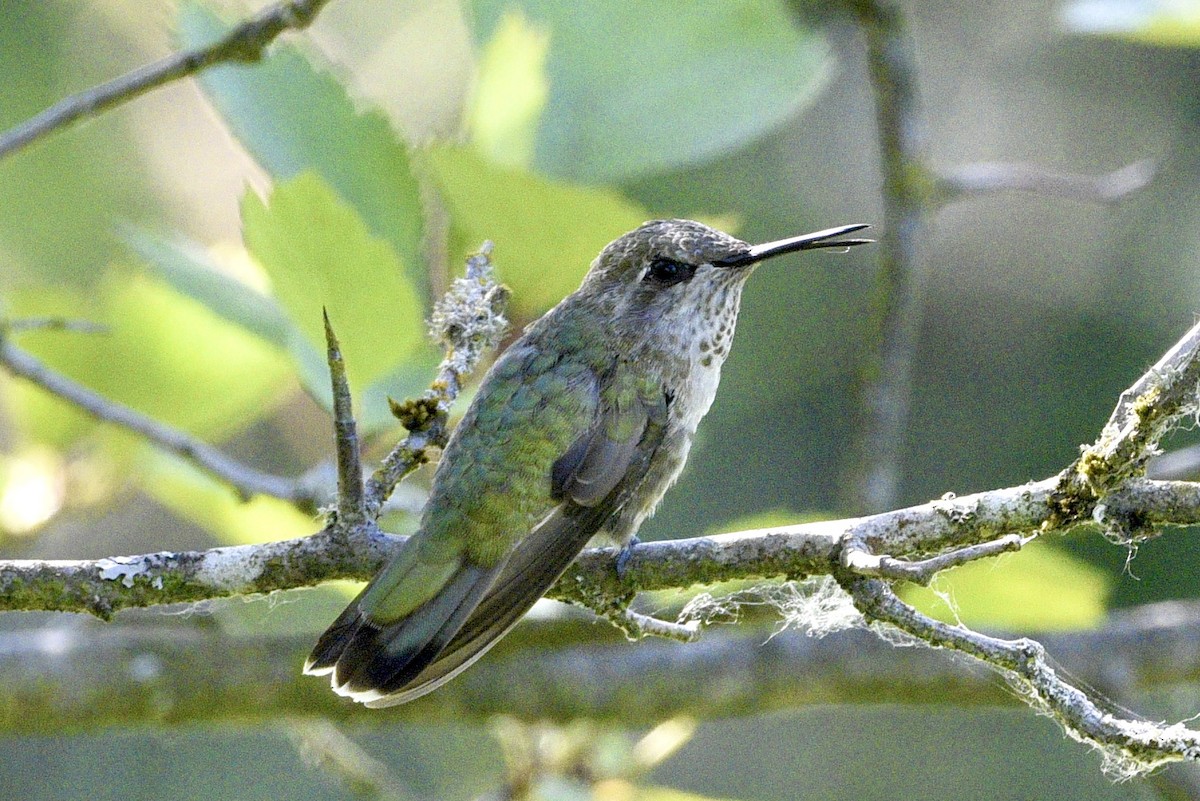 Anna's Hummingbird - ML621216161