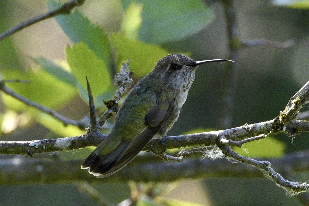 Anna's Hummingbird - ML621216162
