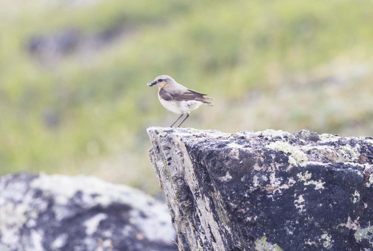 Northern Wheatear - ML621216210