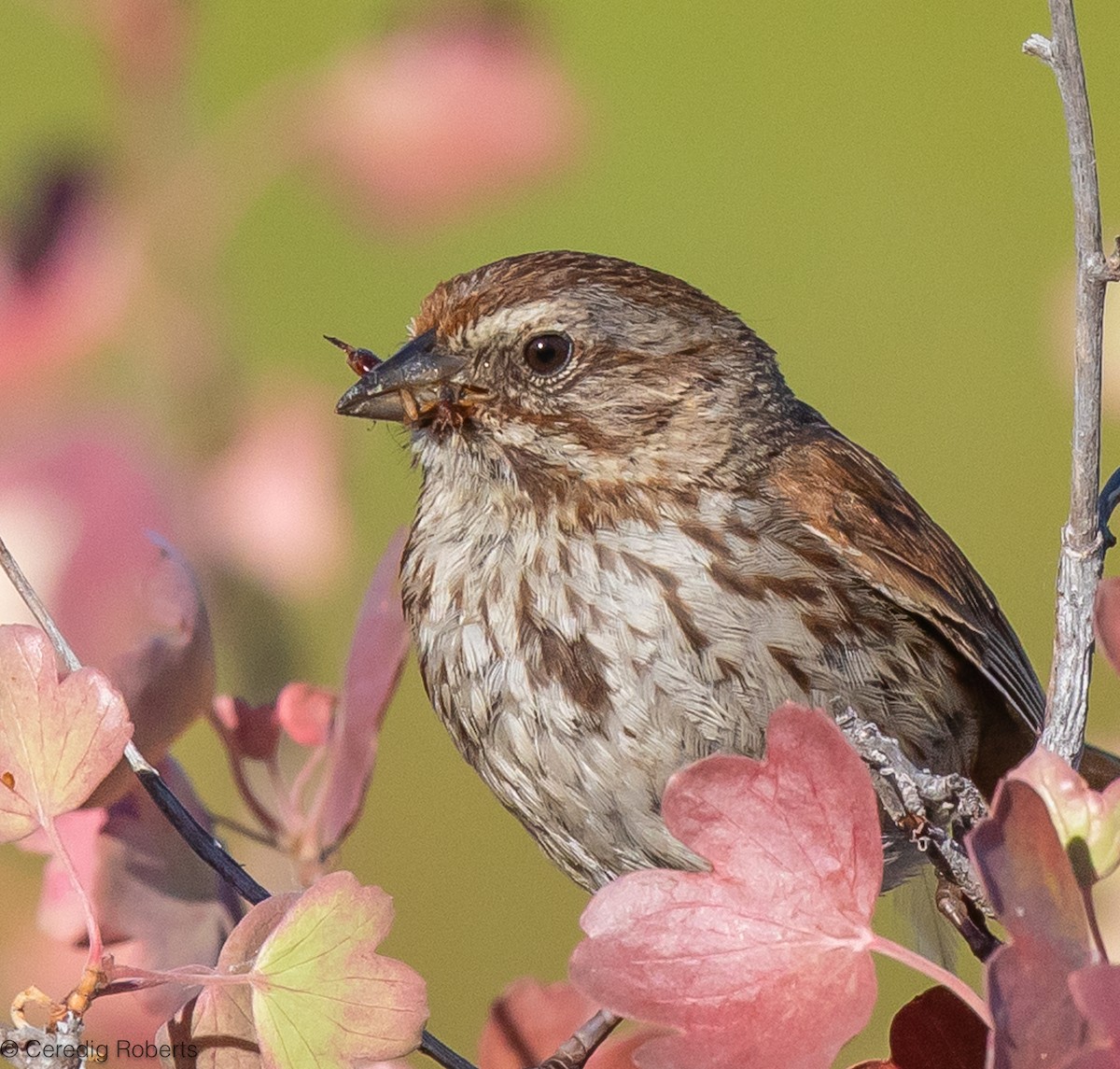 Song Sparrow - ML621216219