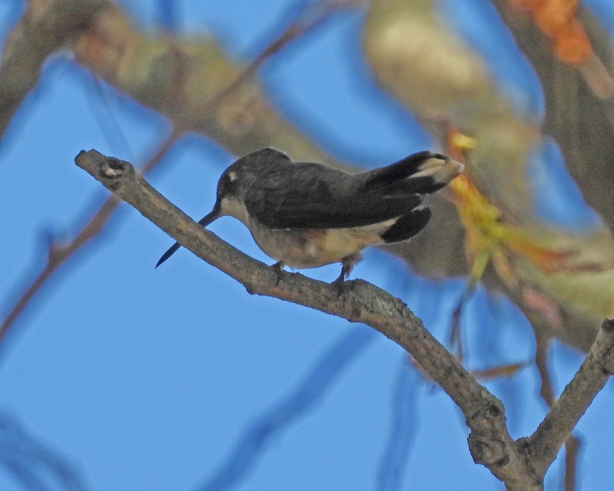 Ruby-throated Hummingbird - ML621216227