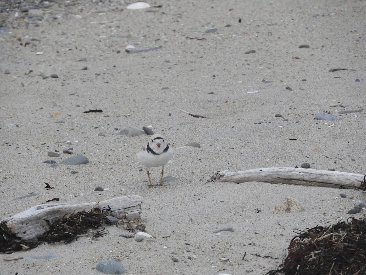 Piping Plover - ML621216260