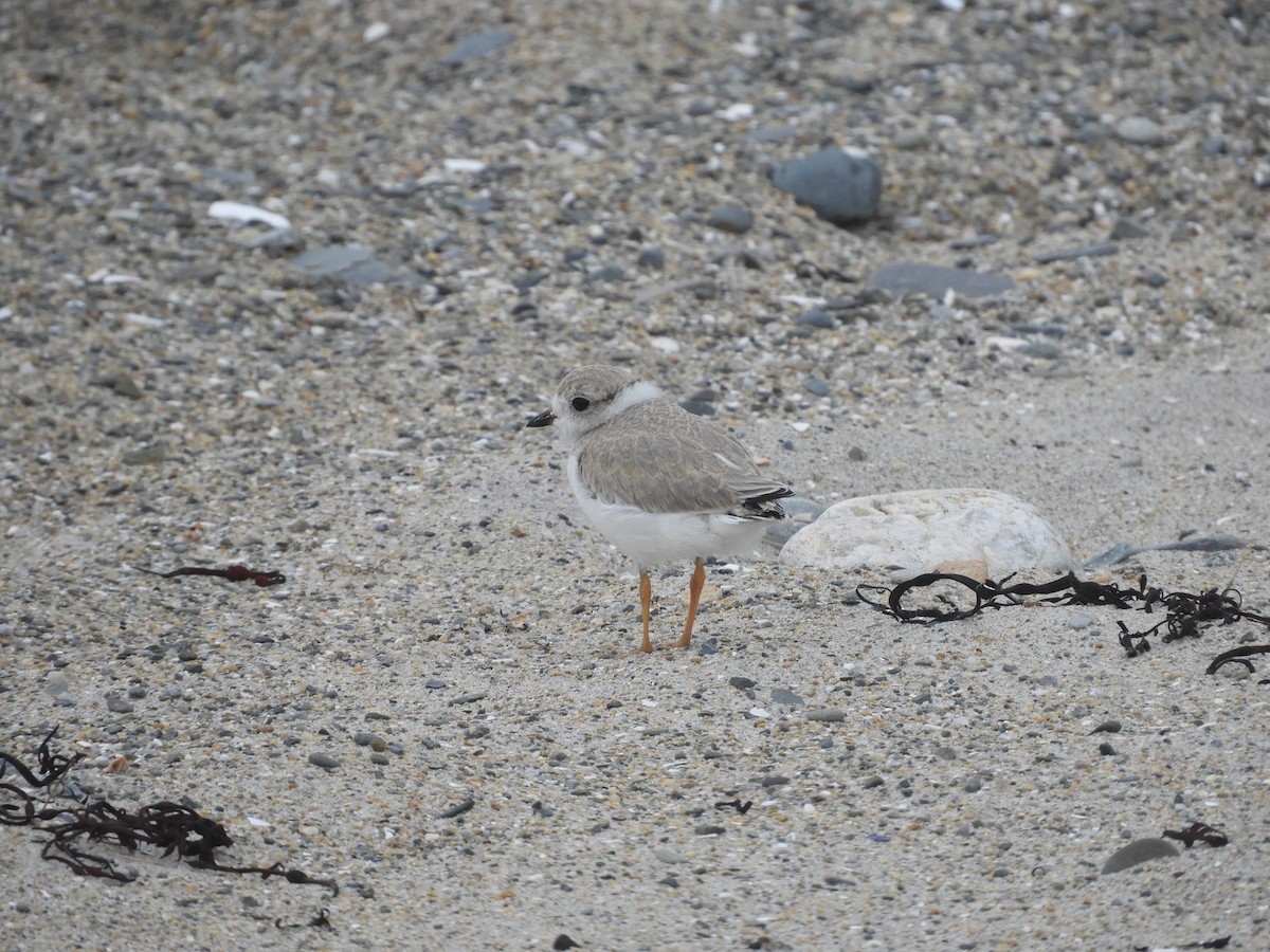 Piping Plover - ML621216261