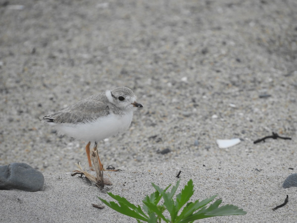 Piping Plover - ML621216262