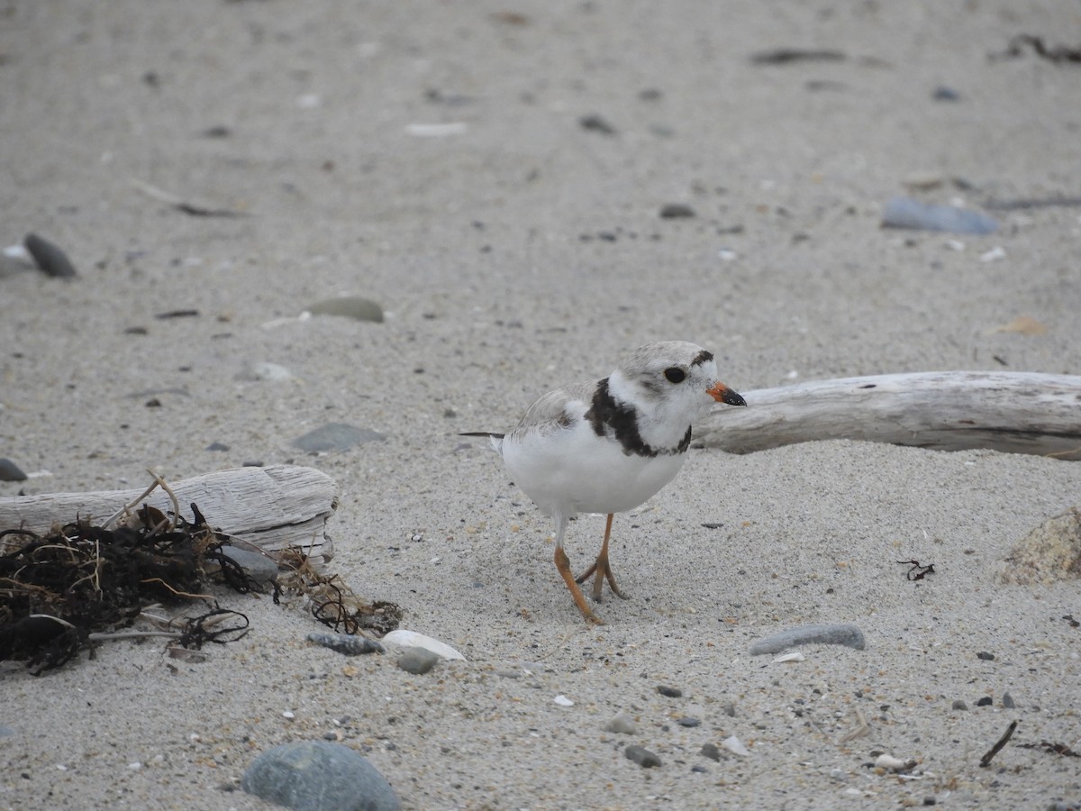 Piping Plover - ML621216263