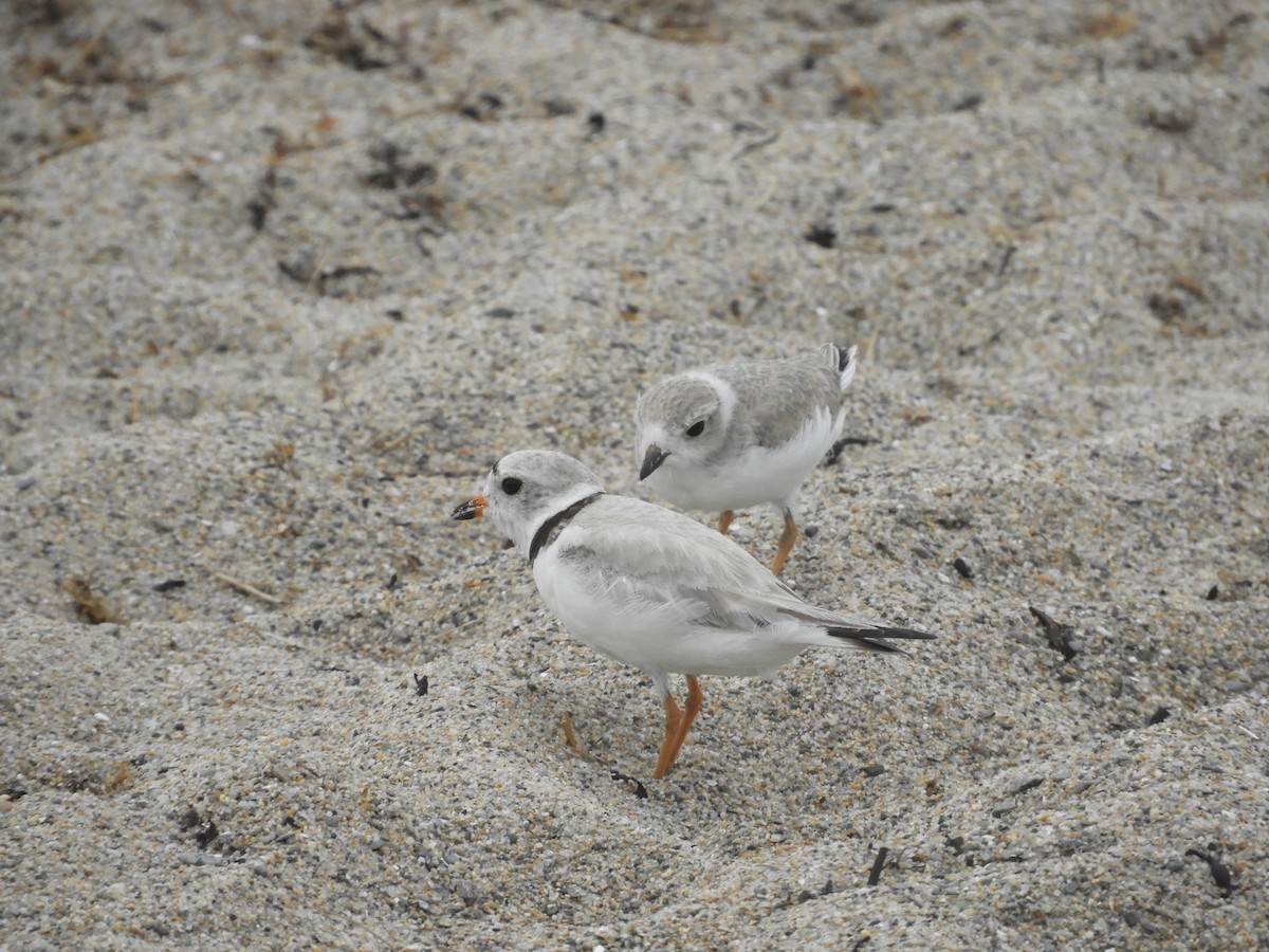 Piping Plover - ML621216264