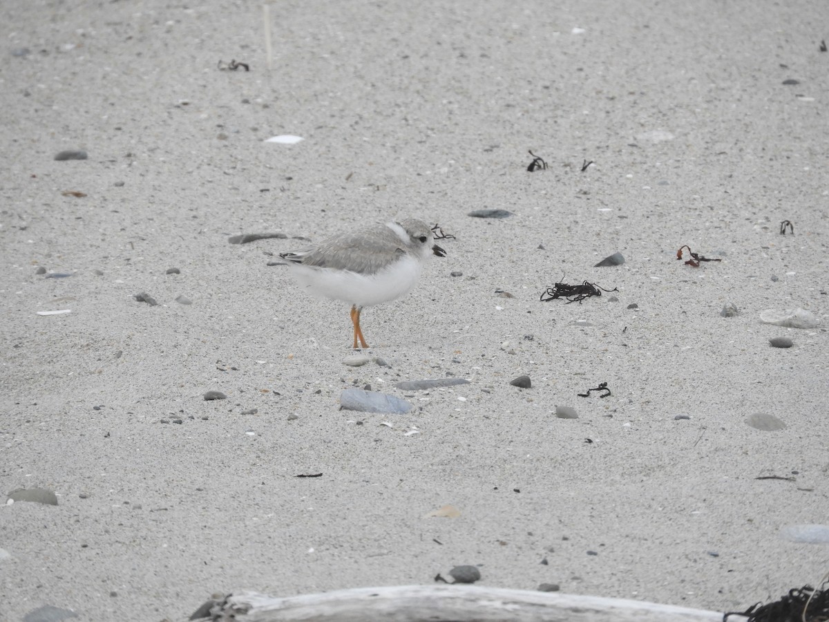 Piping Plover - ML621216265