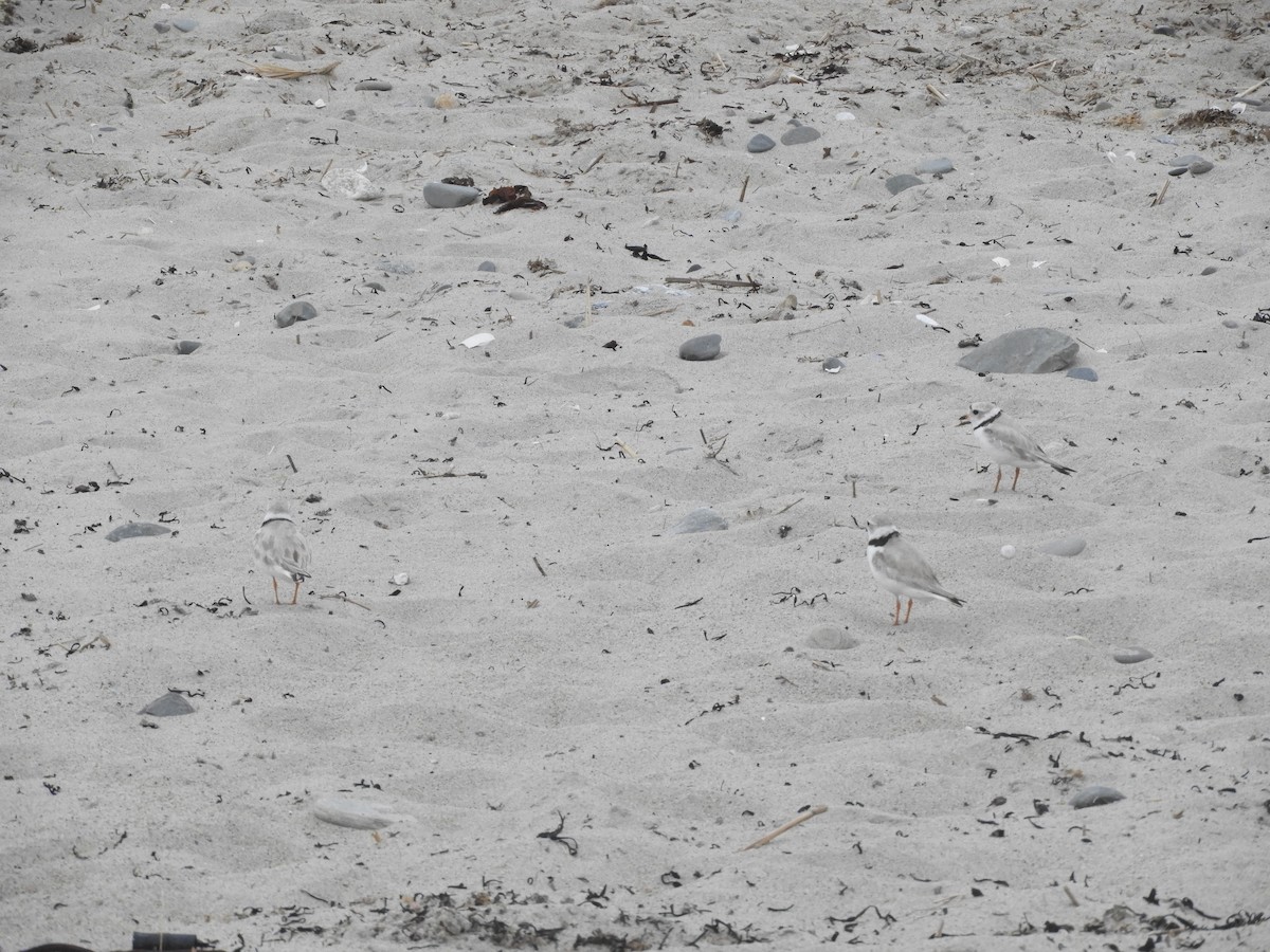 Piping Plover - ML621216267