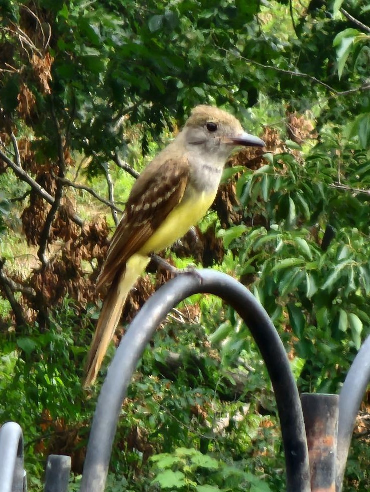 Great Crested Flycatcher - ML621216310
