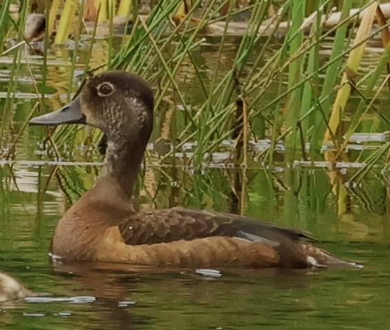 Ring-necked Duck - ML621216318