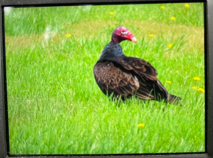 Turkey Vulture - ML621216325
