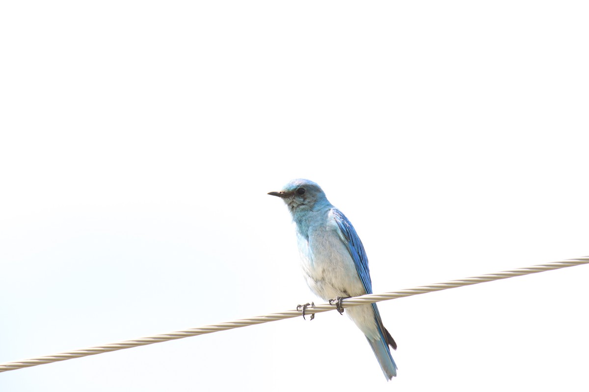 Mountain Bluebird - ML621216337