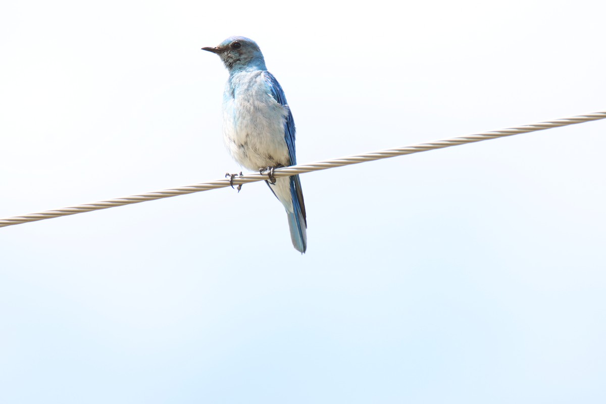 Mountain Bluebird - ML621216338
