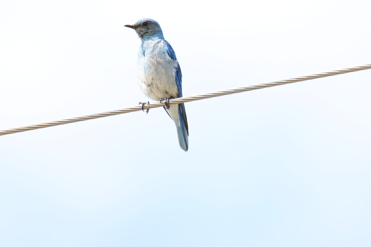 Mountain Bluebird - ML621216339