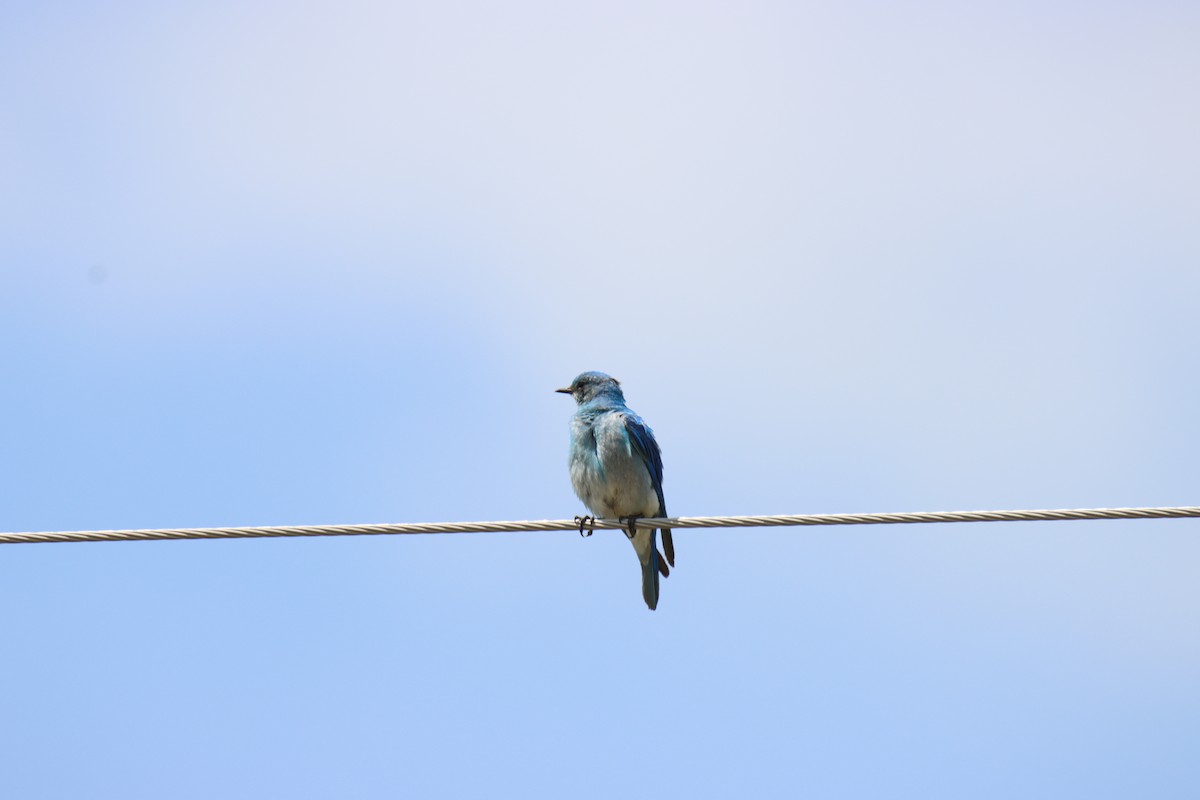Mountain Bluebird - ML621216340